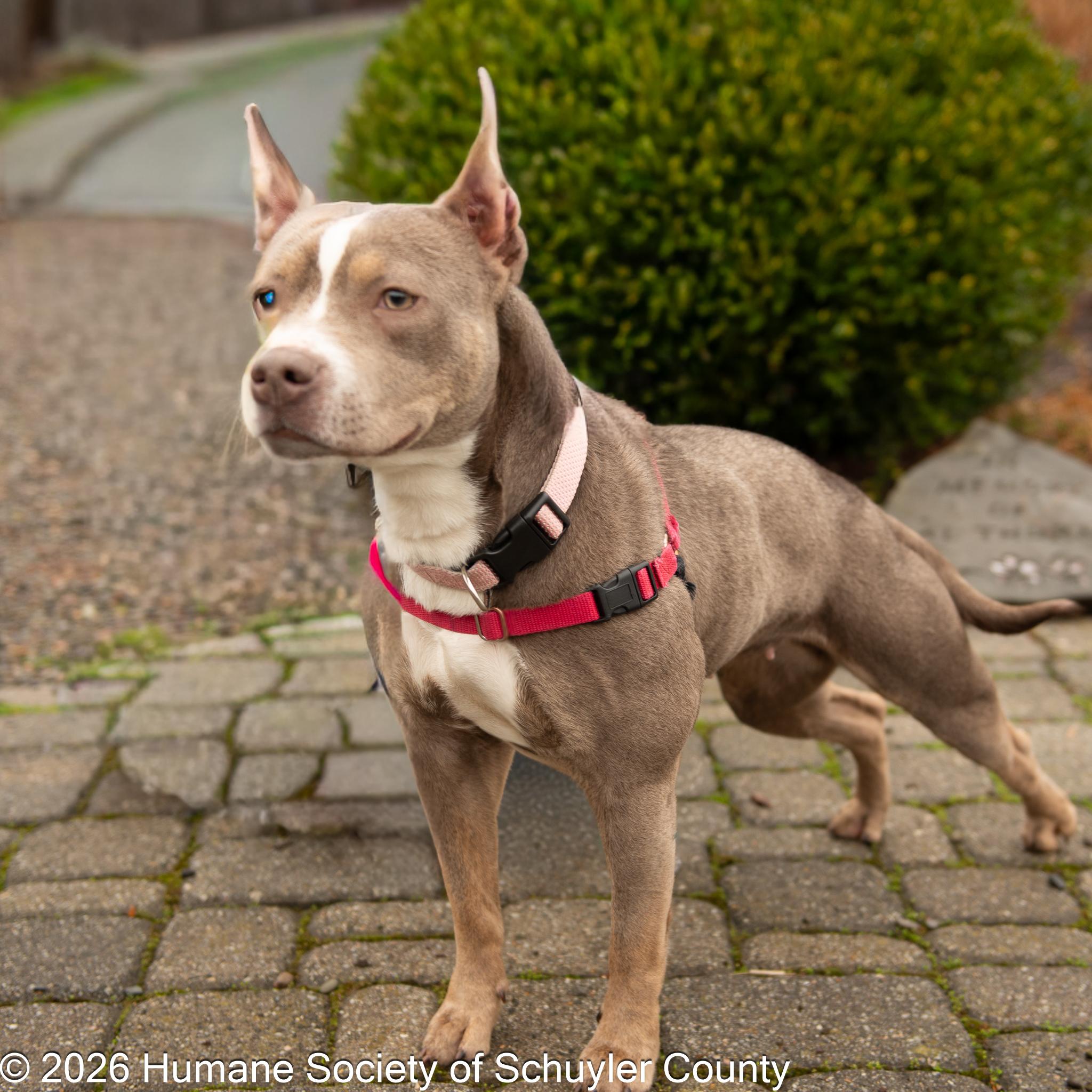 Enlarge Phoebe, a ADOPTABLE mixed breed in Montour Falls, NY image 3/3