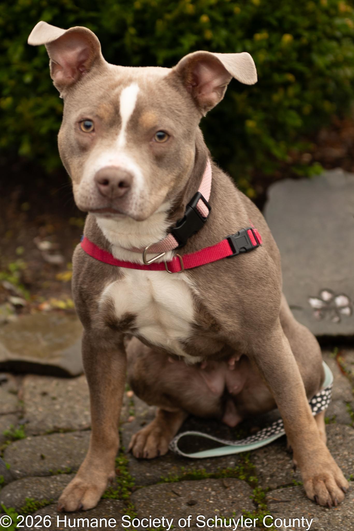 Enlarge Phoebe, a ADOPTABLE mixed breed in Montour Falls, NY image 2/3