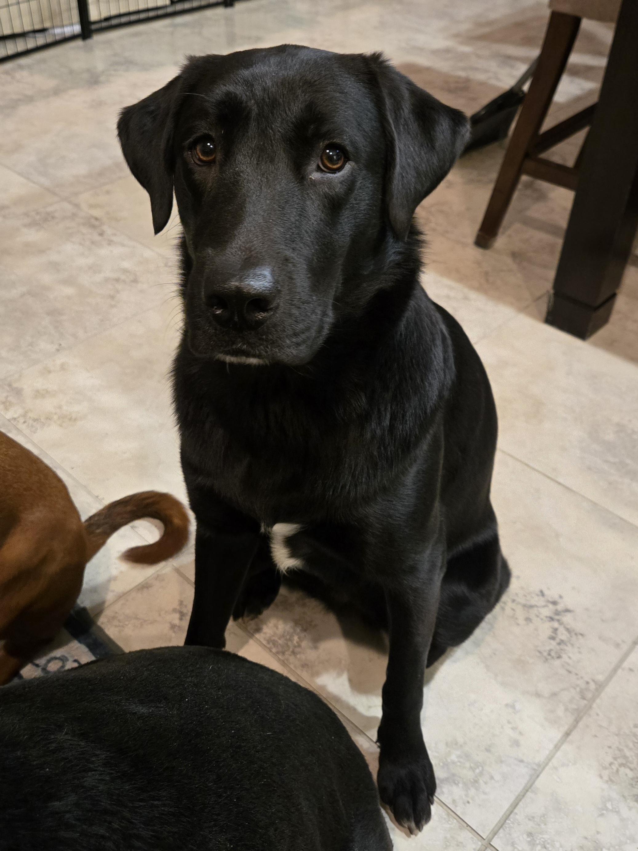 Enlarge Sally , an adopted mixed breed in Laguna Niguel, CA image 1/6