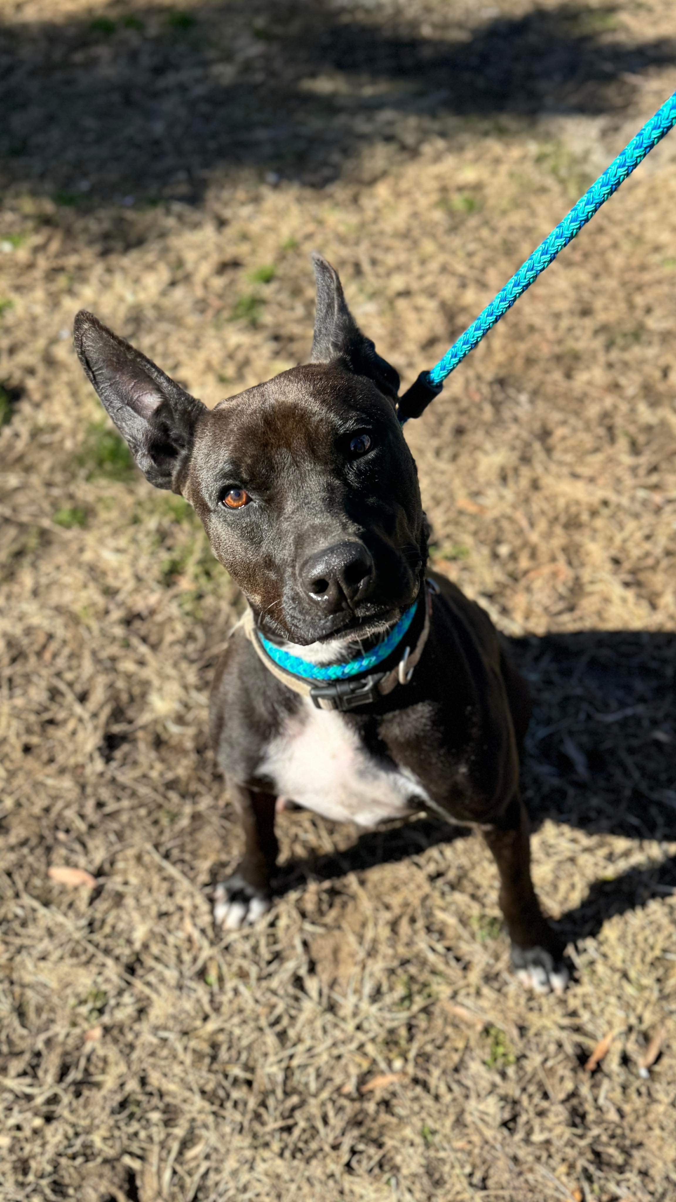 Zeus, a Adoptable mixed breed in Reidsville, NC image 1/3