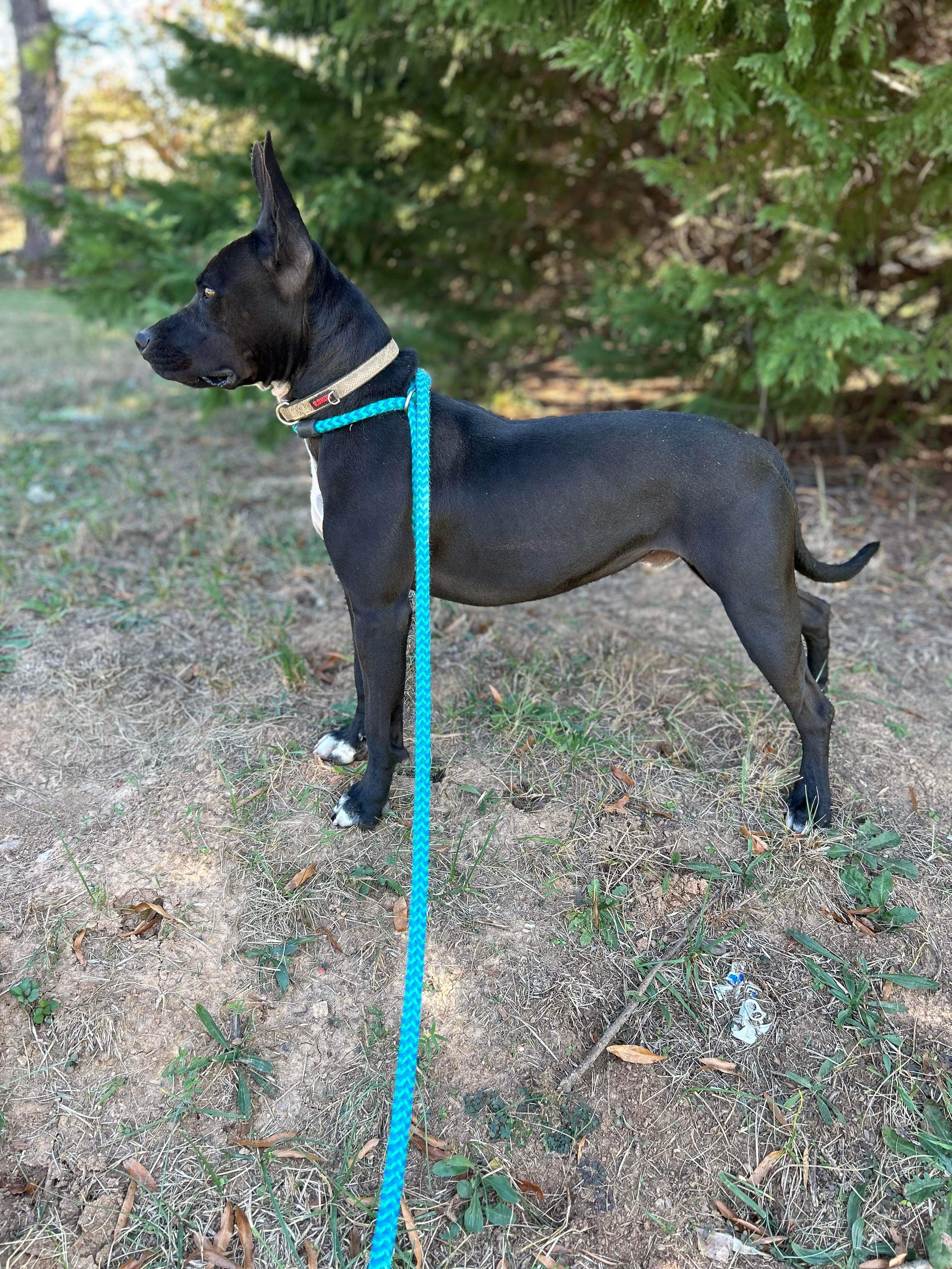 Zeus, a Adoptable mixed breed in Reidsville, NC image 2/3