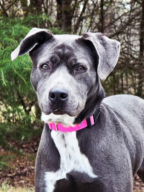 Enlarge LUNA, a Adoptable mixed breed in Statesville, NC image 1/1
