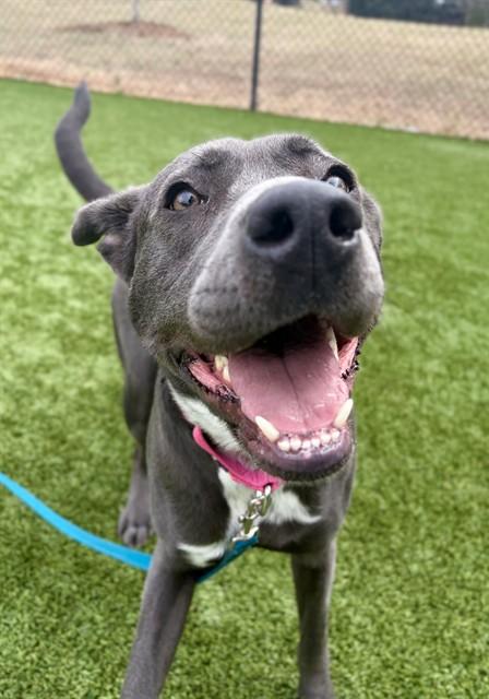 LUNA, Adoptable, Young Female Labrador Retriever & Mixed Breed.