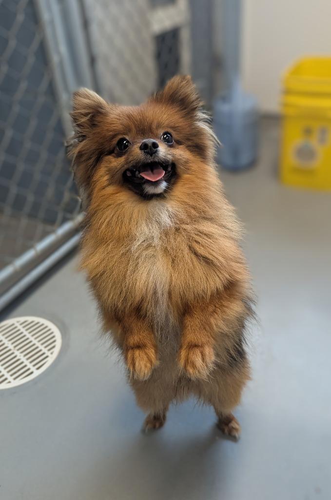 Enlarge Mochi, a Adopted mixed breed in Barron, WI image 2/2