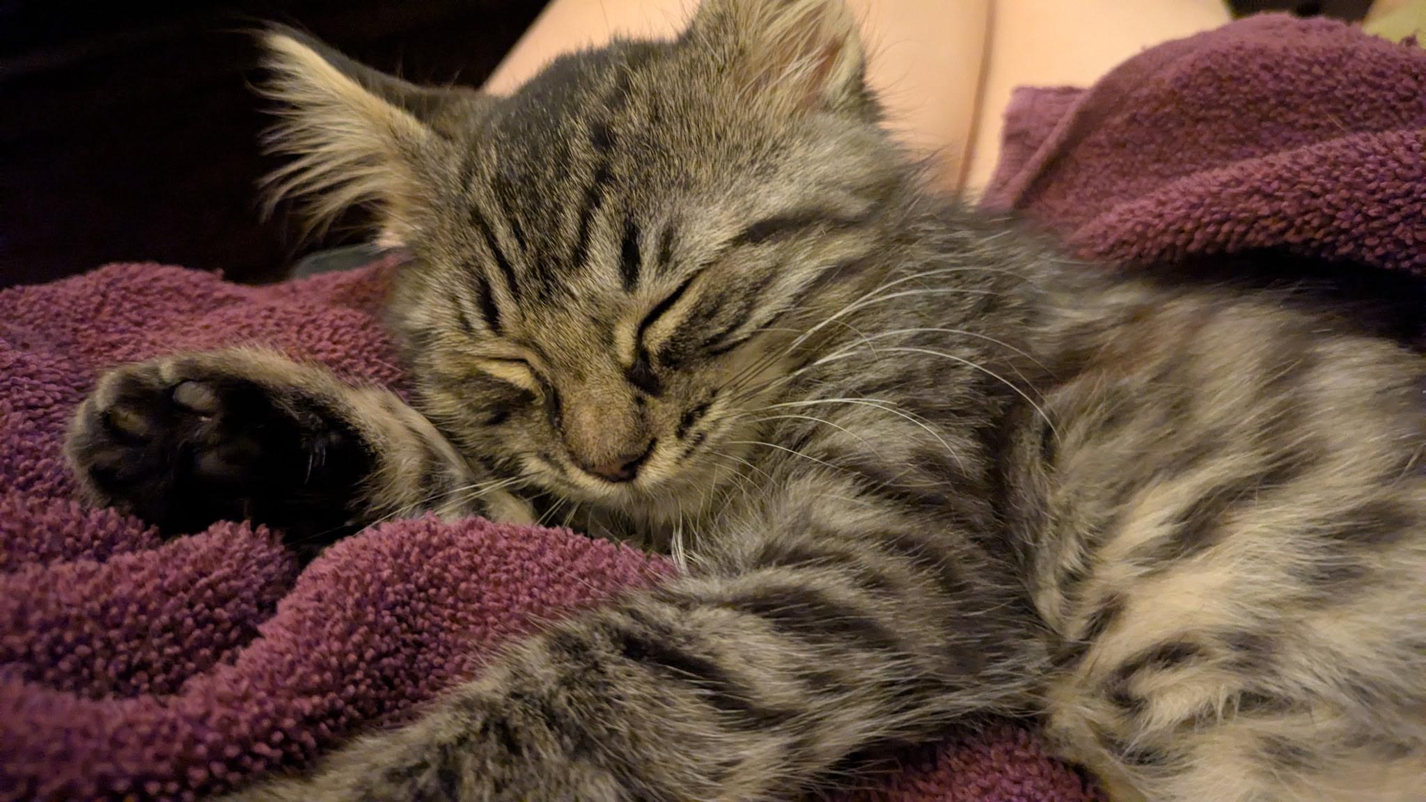 Gandalf, an adoptable Tabby in Hayward, CA image 1/6