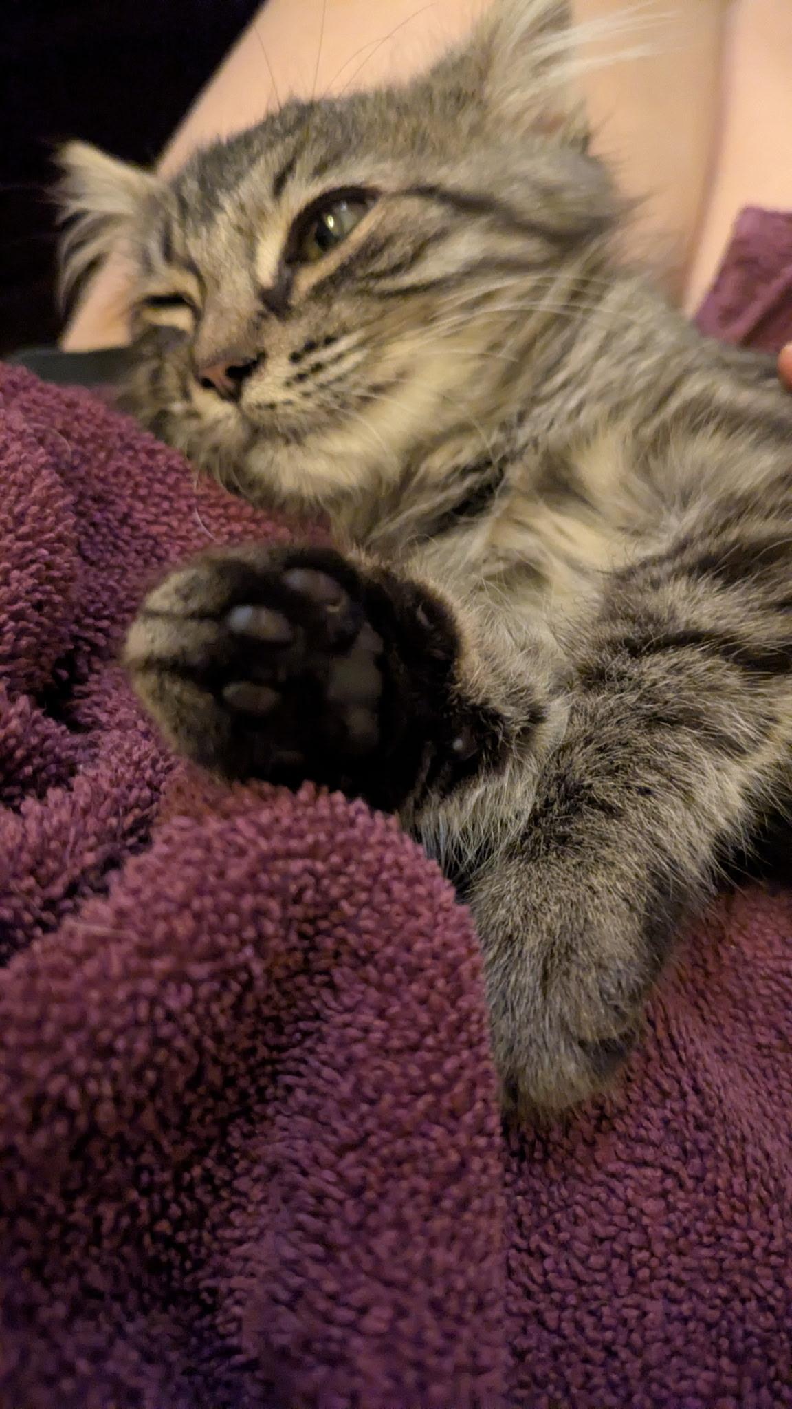 Gandalf, an adoptable Tabby in Hayward, CA image 2/6