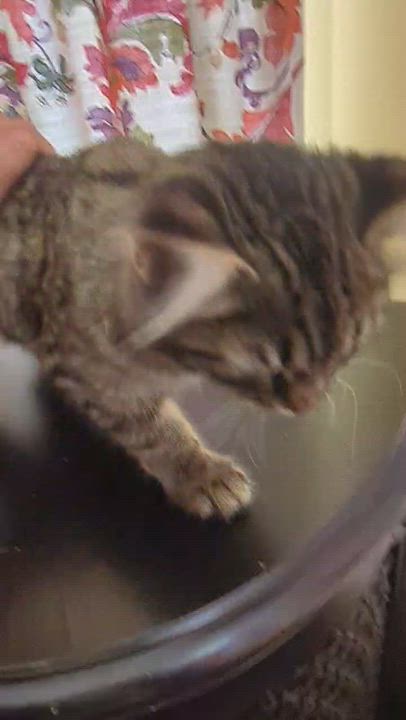 Enlarge Gandalf, an adoptable Tabby in Hayward, CA video 4/6
