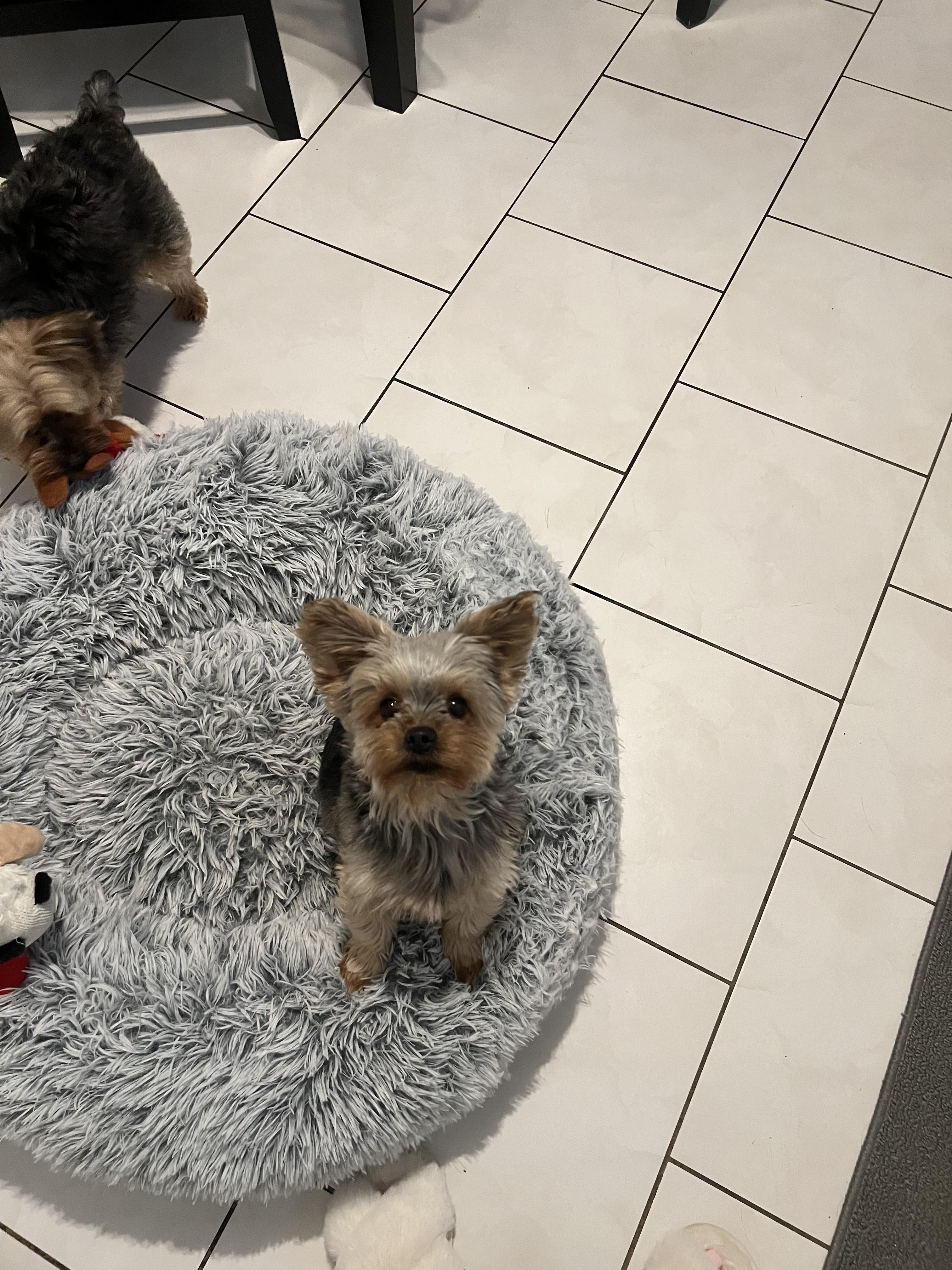Dominic, a ADOPTABLE Yorkshire Terrier in Staten Island, NY image 3/6