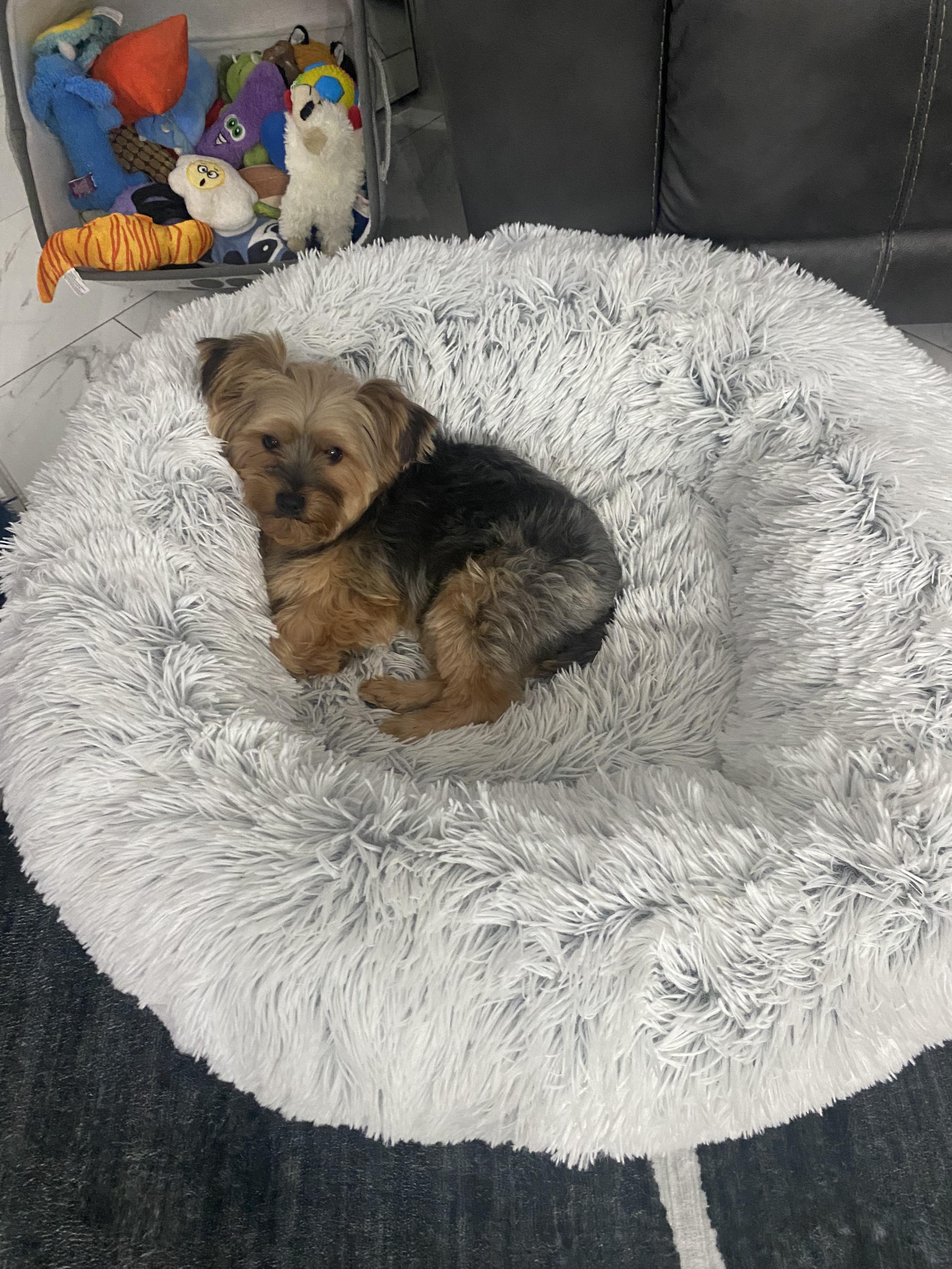 Dominic, a ADOPTABLE Yorkshire Terrier in Staten Island, NY image 5/6