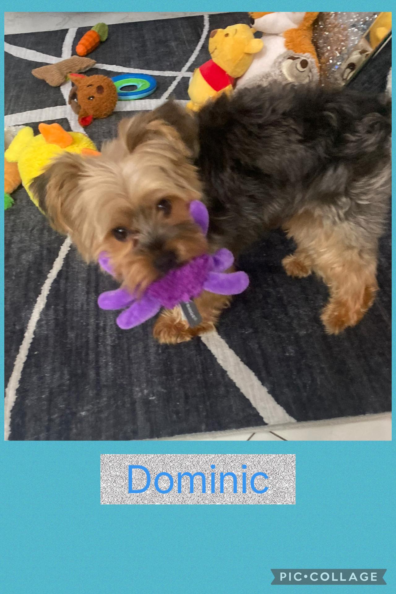 Dominic, ADOPTABLE, Young Male Yorkshire Terrier.