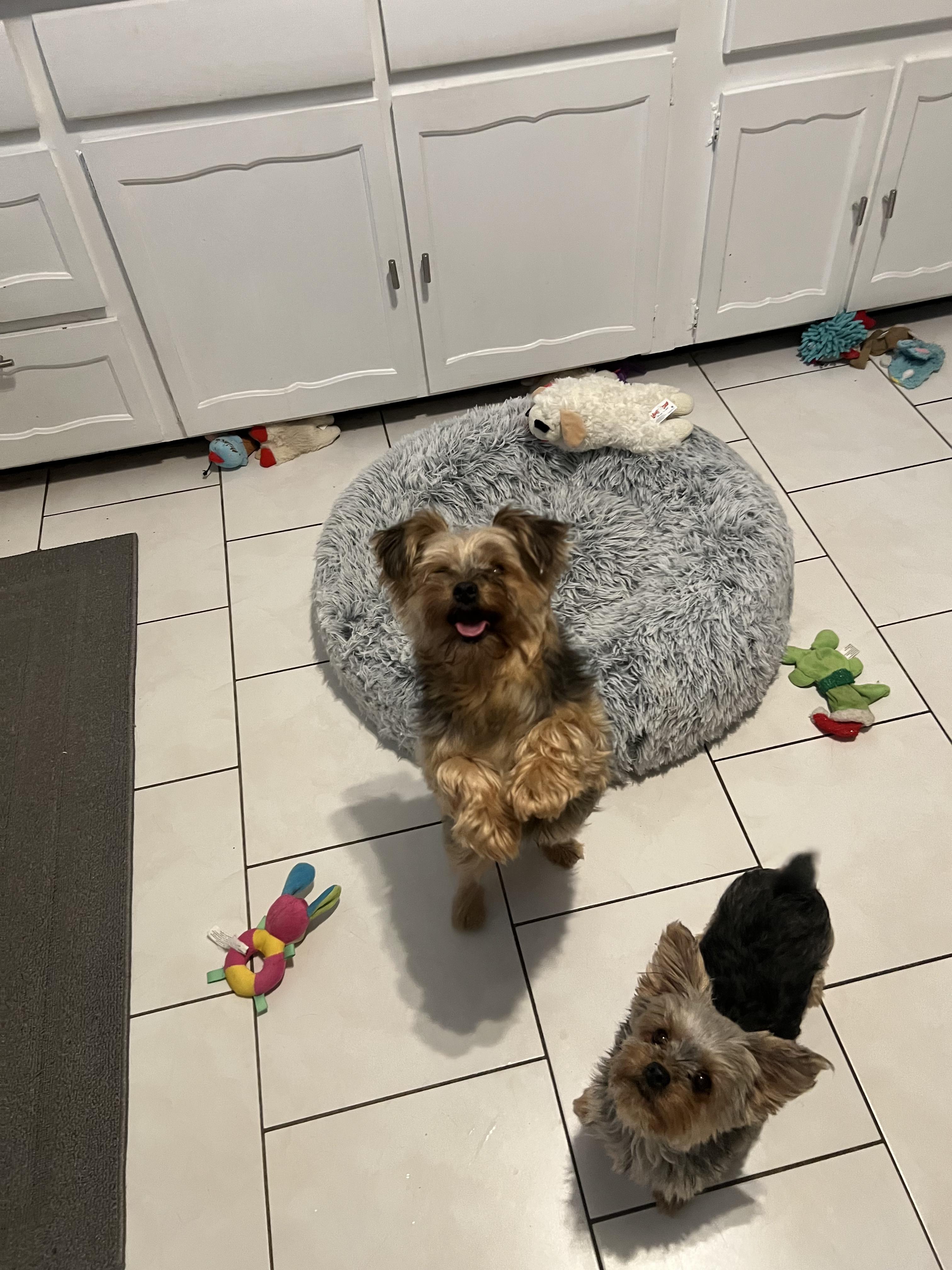 Dominic, a ADOPTABLE Yorkshire Terrier in Staten Island, NY image 4/6