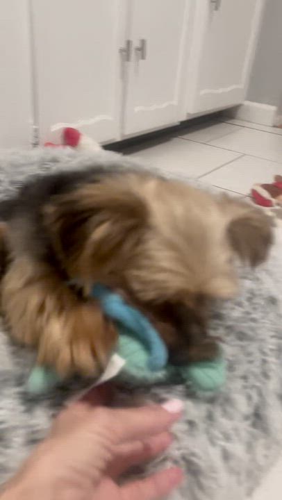 Enlarge Dominic, a ADOPTABLE Yorkshire Terrier in Staten Island, NY video 6/6