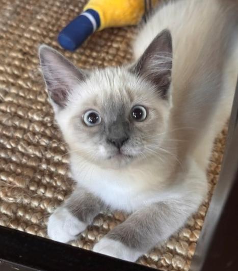 Stevie Nicks (Blondie), Adoptable, Kitten Female Siamese.