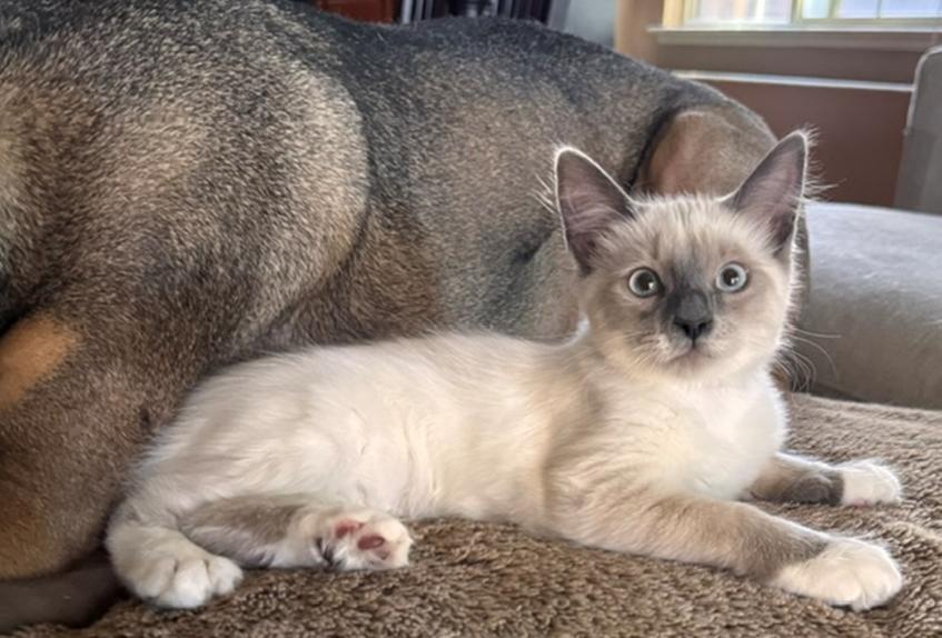 Enlarge Stevie Nicks (Blondie), a Adoptable Siamese in Davis, CA image 2/3