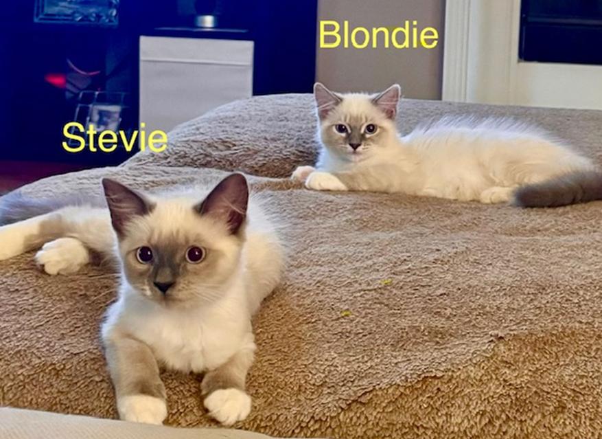 Enlarge Stevie Nicks (Blondie), a Adoptable Siamese in Davis, CA image 3/3