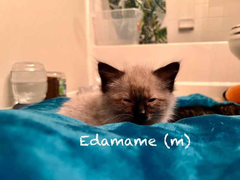 Edamame - Athens  photo 1