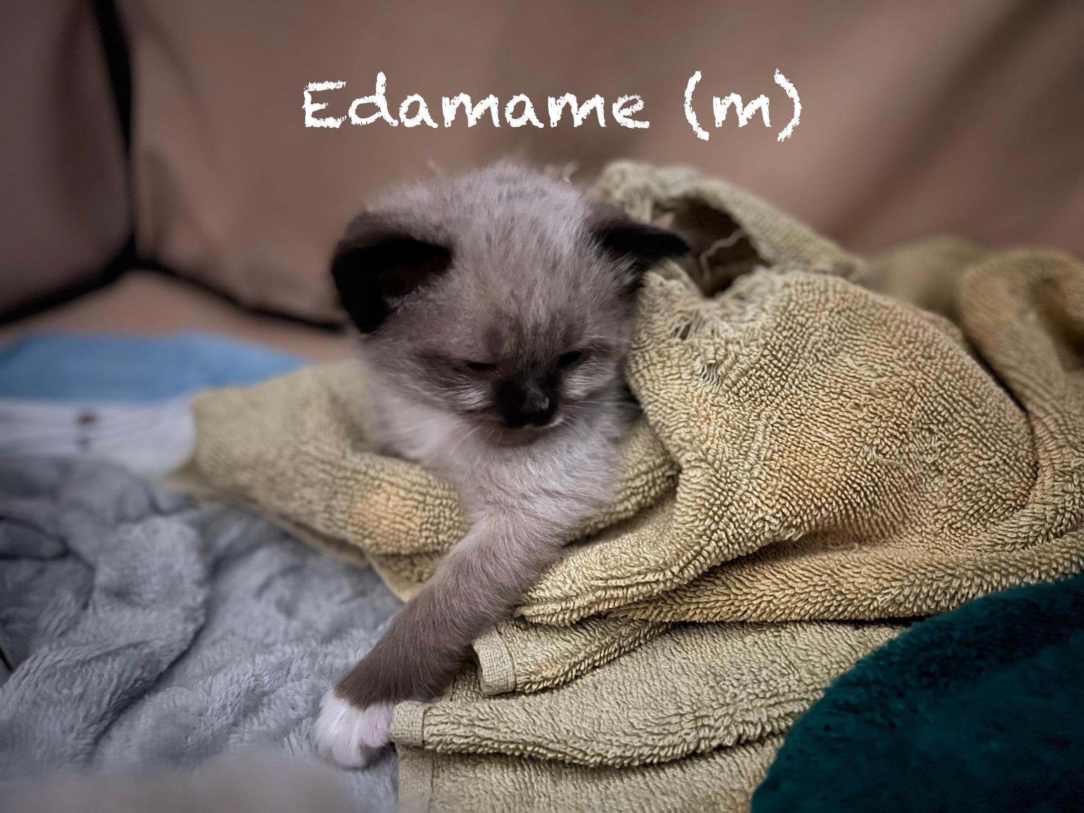 Edamame - Athens  thumbnail 2