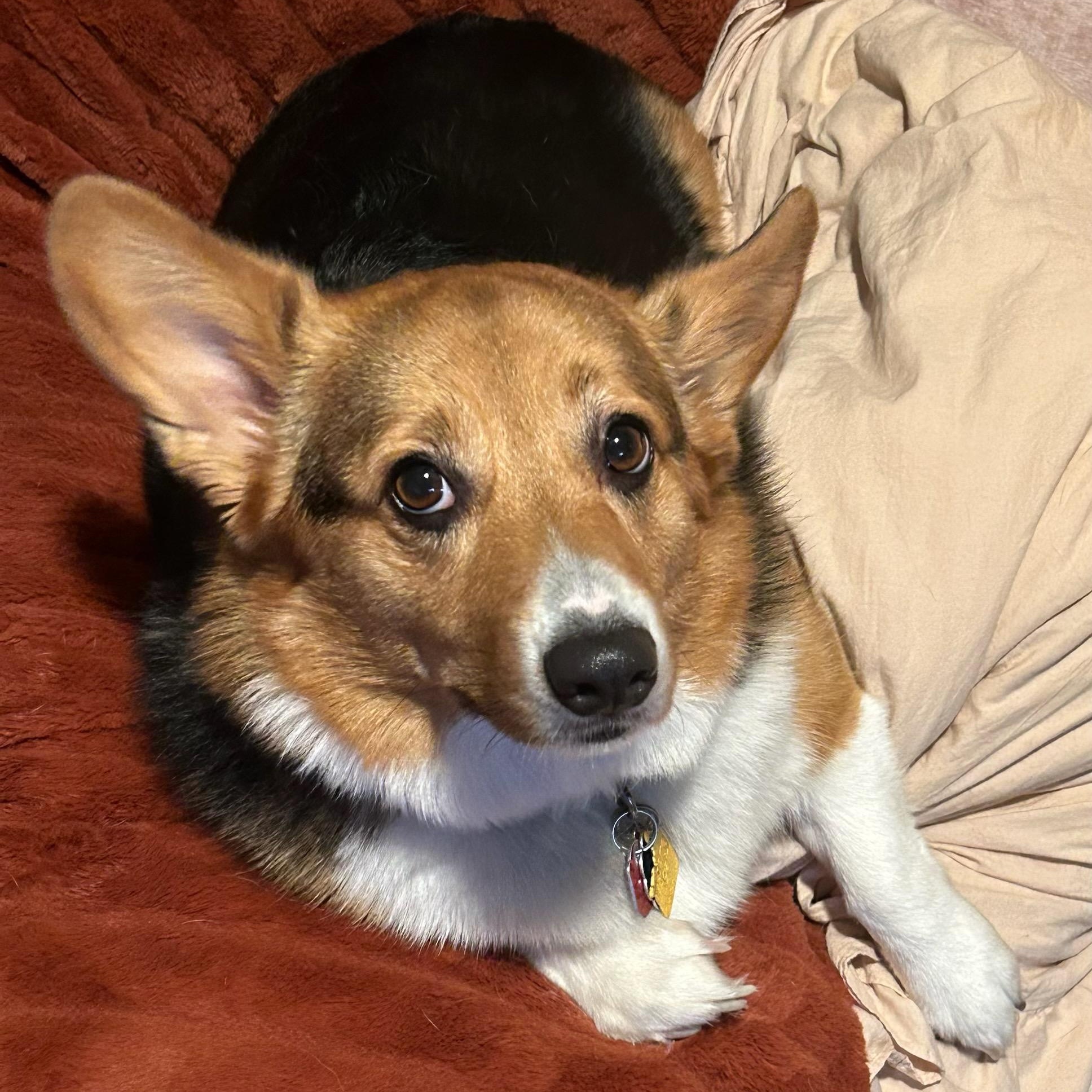 Bella, adopted, Adult Female Corgi.