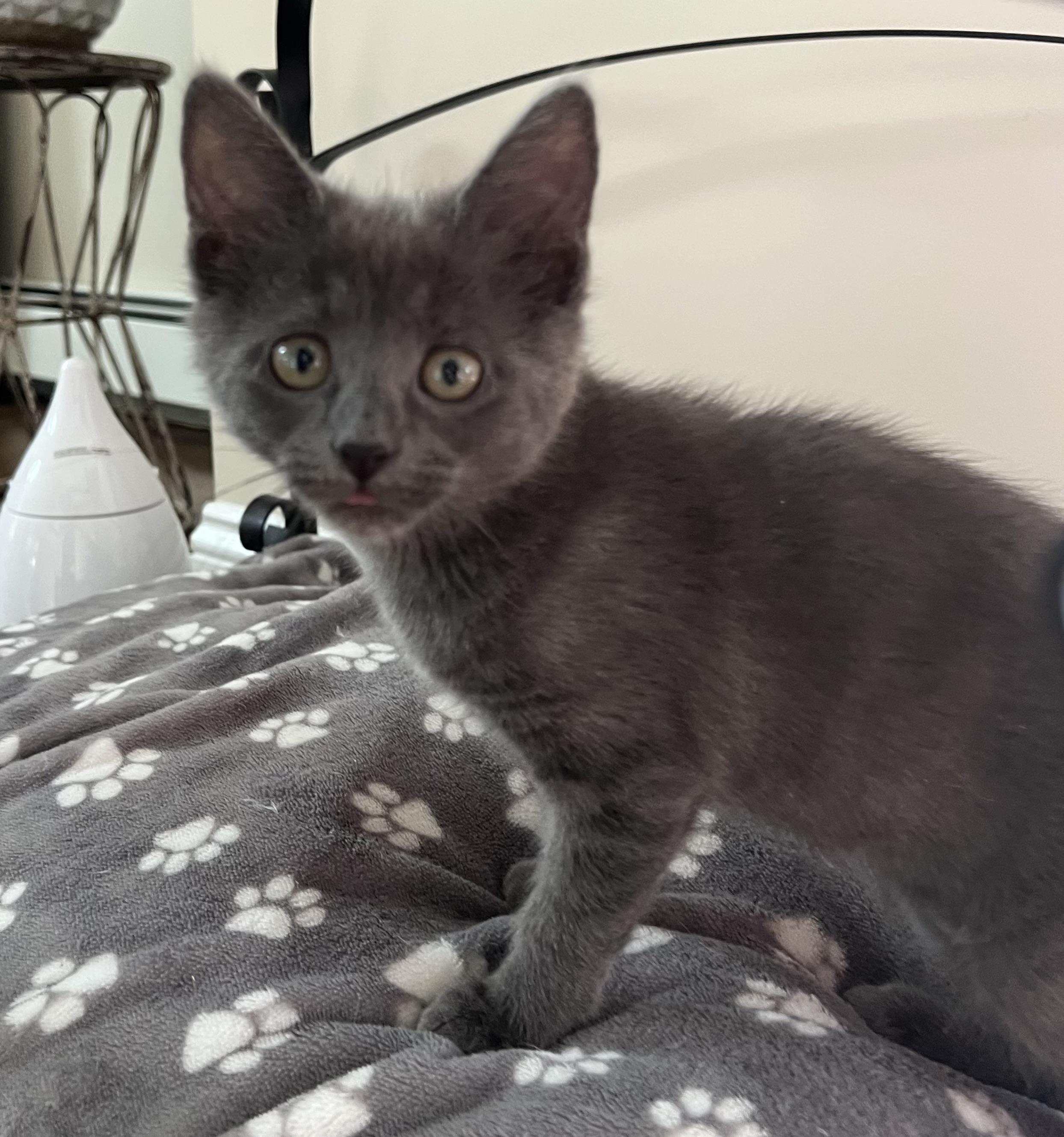 Doodle, Baby Female Domestic Short Hair