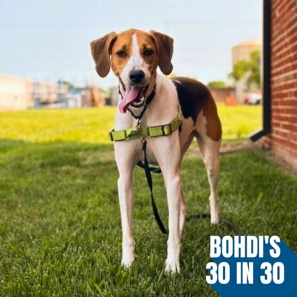 Alabama, a Adoptable mixed breed in Richmond, VA image 1/2
