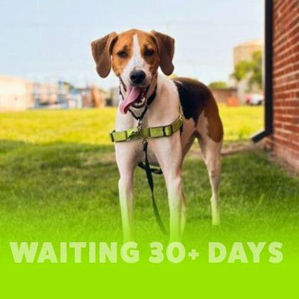 Alabama, Adoptable, Adult Male Hound & Mixed Breed.