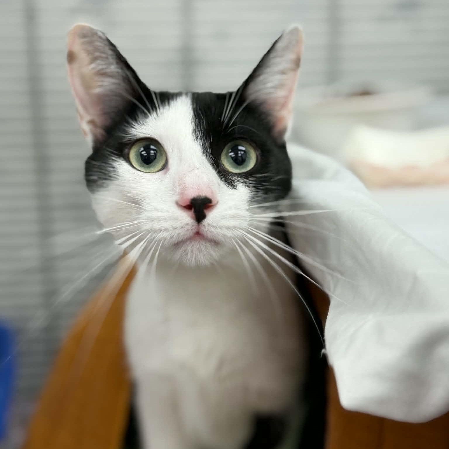 May, a ADOPTABLE Domestic Short Hair in Martinsville, IN image 2/2