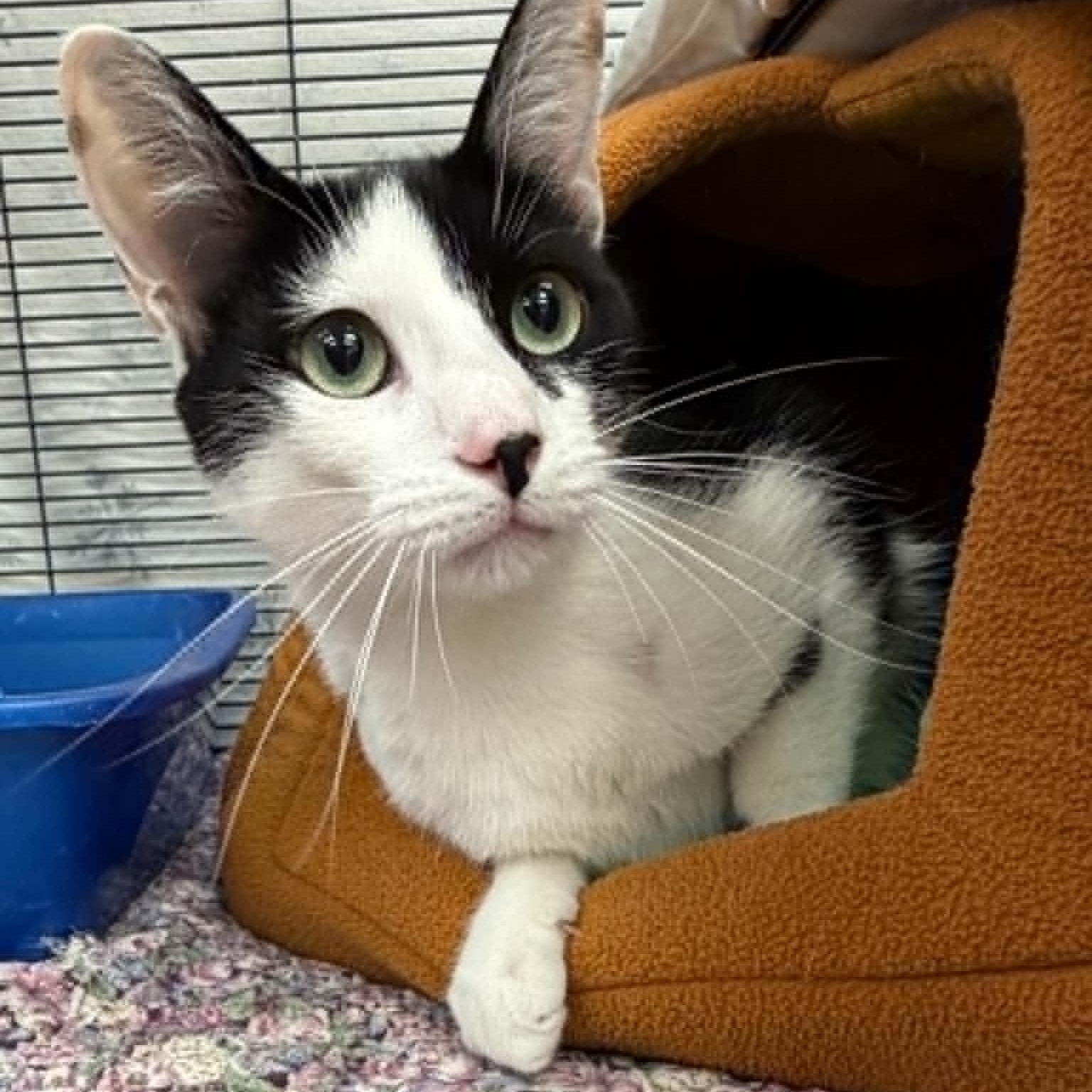 May, ADOPTABLE, Young Female Domestic Short Hair.