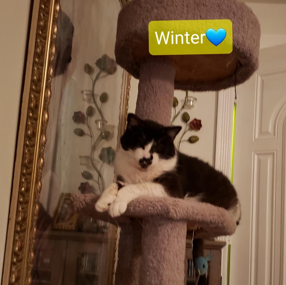 Winter, Adoptable, Adult Male Domestic Short Hair.