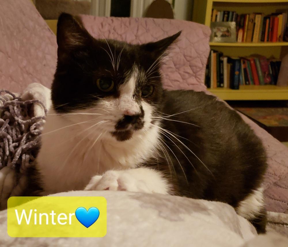 Enlarge Winter, a Adoptable Domestic Short Hair in Willingboro, NJ image 3/3