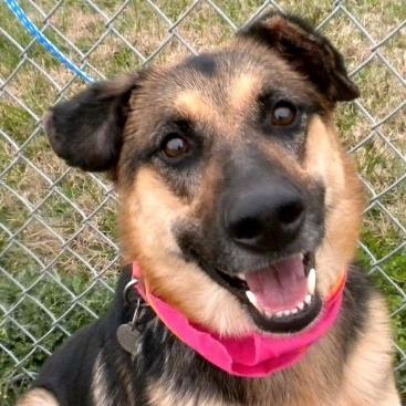 Enlarge Lucy, a Adoptable Mixed Breed in Jeffersonville, IN image 1/3