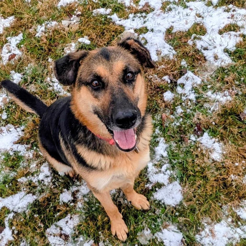 Enlarge Lucy, a Adoptable Mixed Breed in Jeffersonville, IN image 2/3
