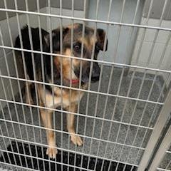 Enlarge Lucy, a Adoptable Mixed Breed in Jeffersonville, IN image 3/3