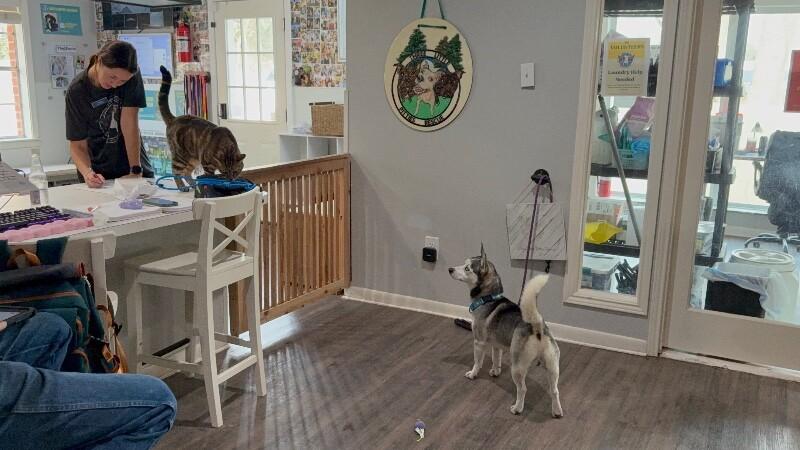 Bean Sprout the 30 lb Adorable Mini Husky — thumbnail 3