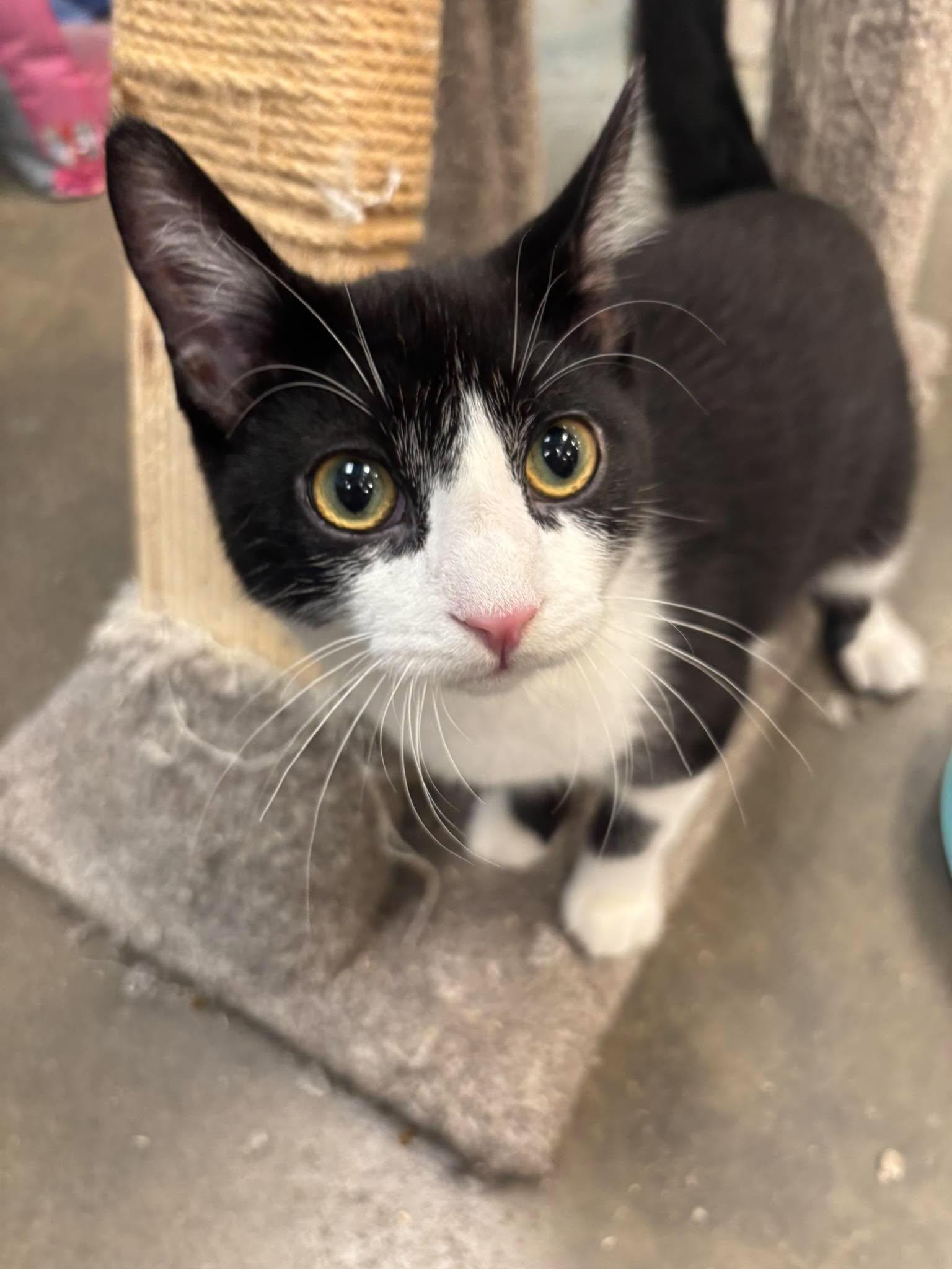 Enlarge POP ROCKS, a Adopted Domestic Short Hair in Tillsonburg, ON image 6/6