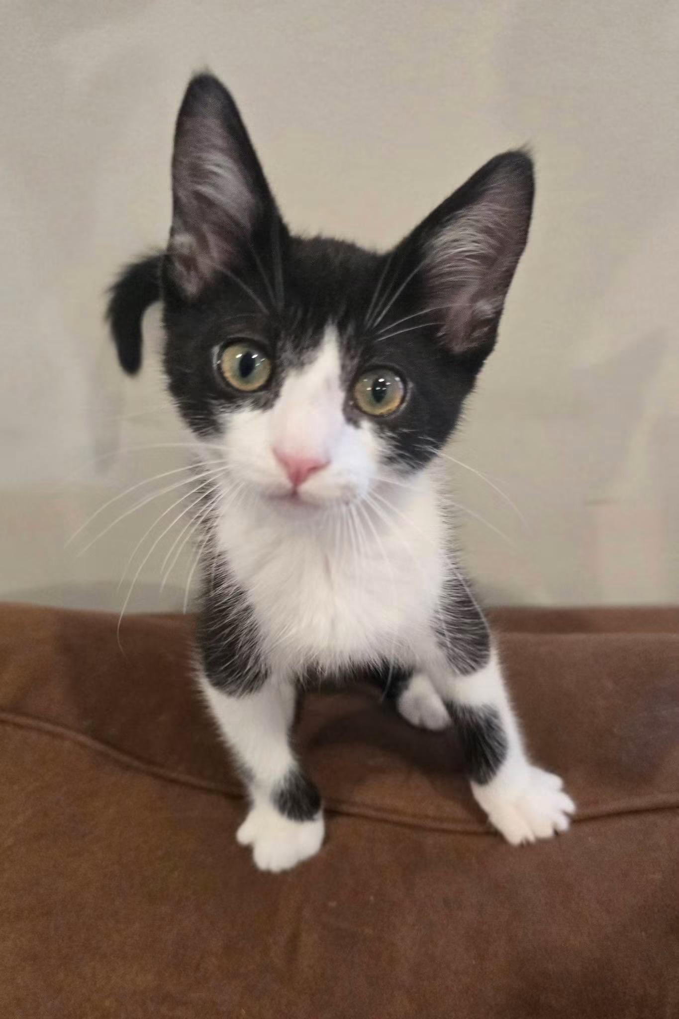 Enlarge POP ROCKS, a Adopted Domestic Short Hair in Tillsonburg, ON image 3/6