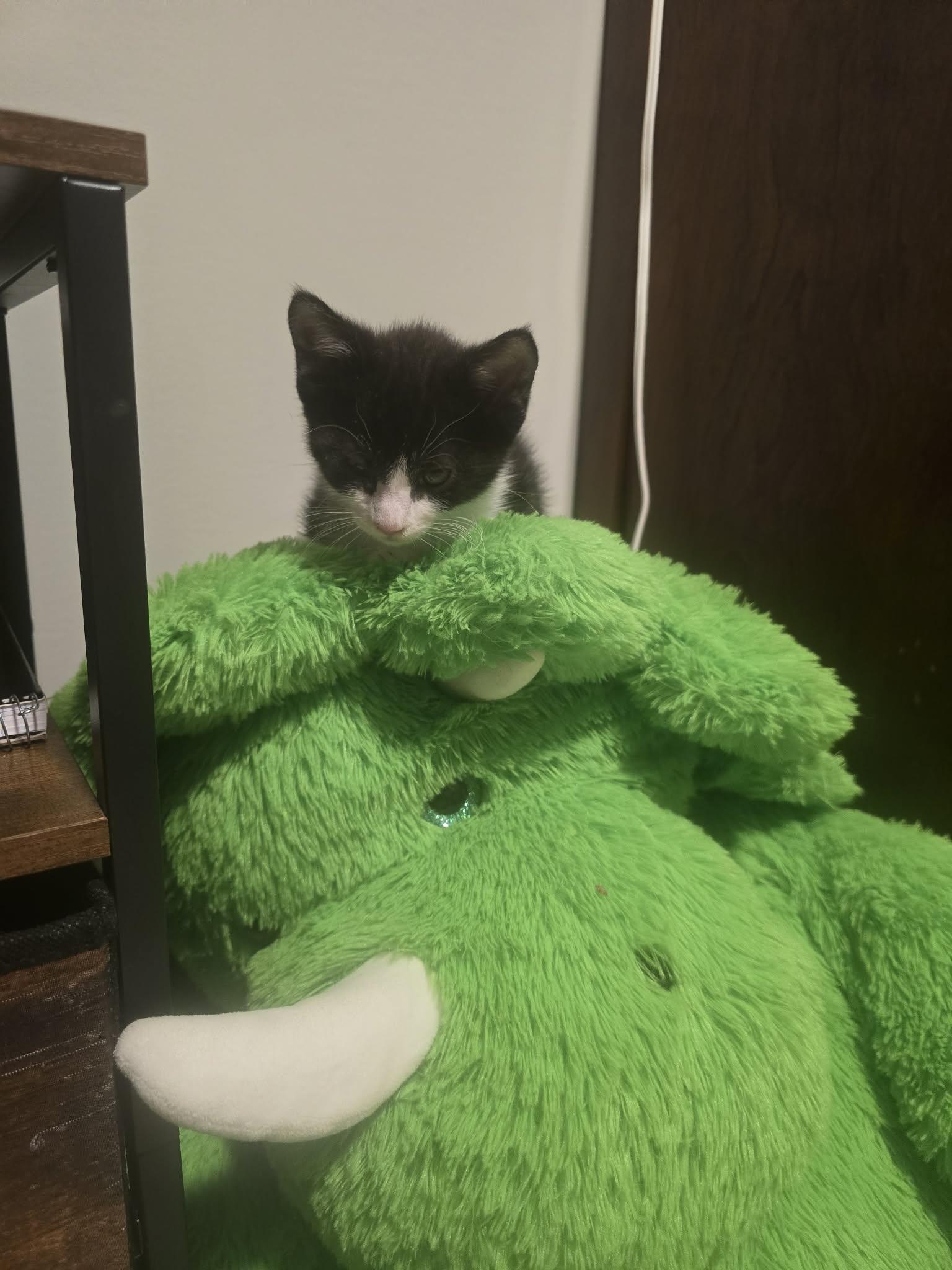 Enlarge POP ROCKS, a Adopted Domestic Short Hair in Tillsonburg, ON image 5/6