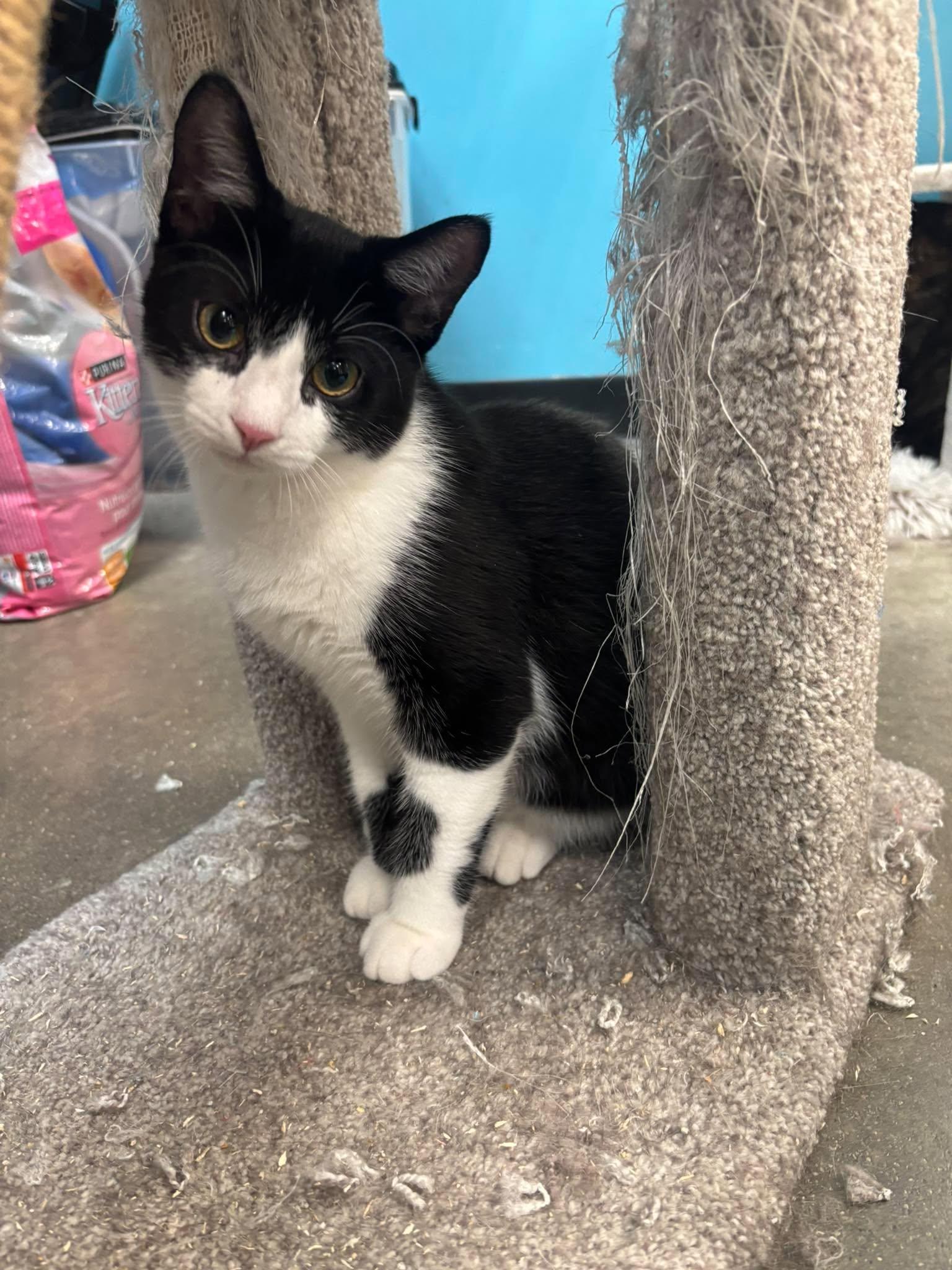 Enlarge POP ROCKS, a Adopted Domestic Short Hair in Tillsonburg, ON image 1/6