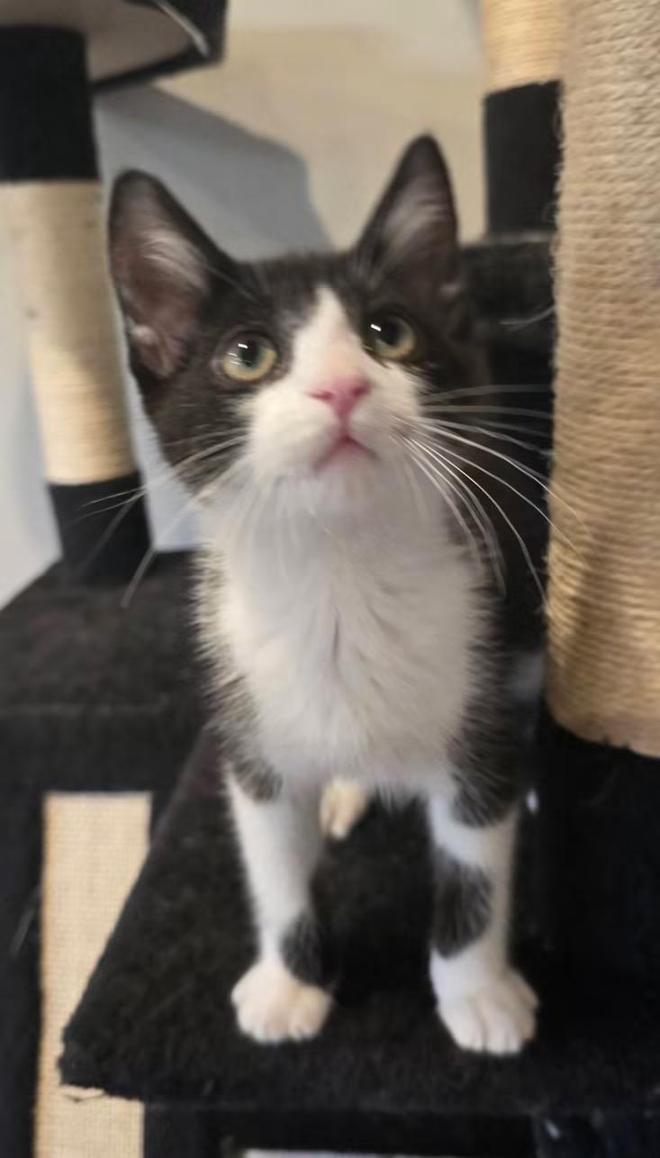 Enlarge POP ROCKS, a Adopted Domestic Short Hair in Tillsonburg, ON image 2/6
