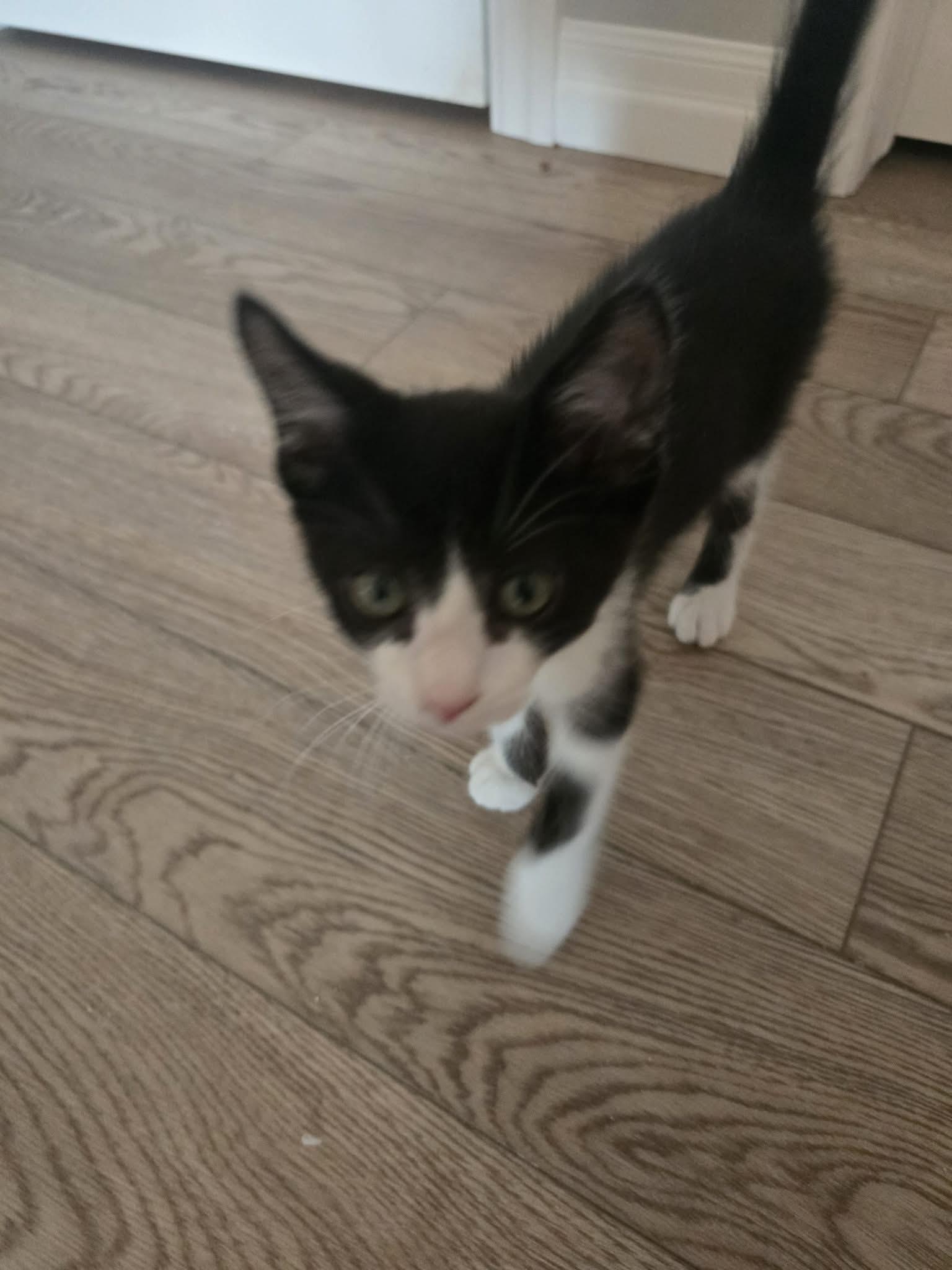 Enlarge POP ROCKS, a Adopted Domestic Short Hair in Tillsonburg, ON image 4/6