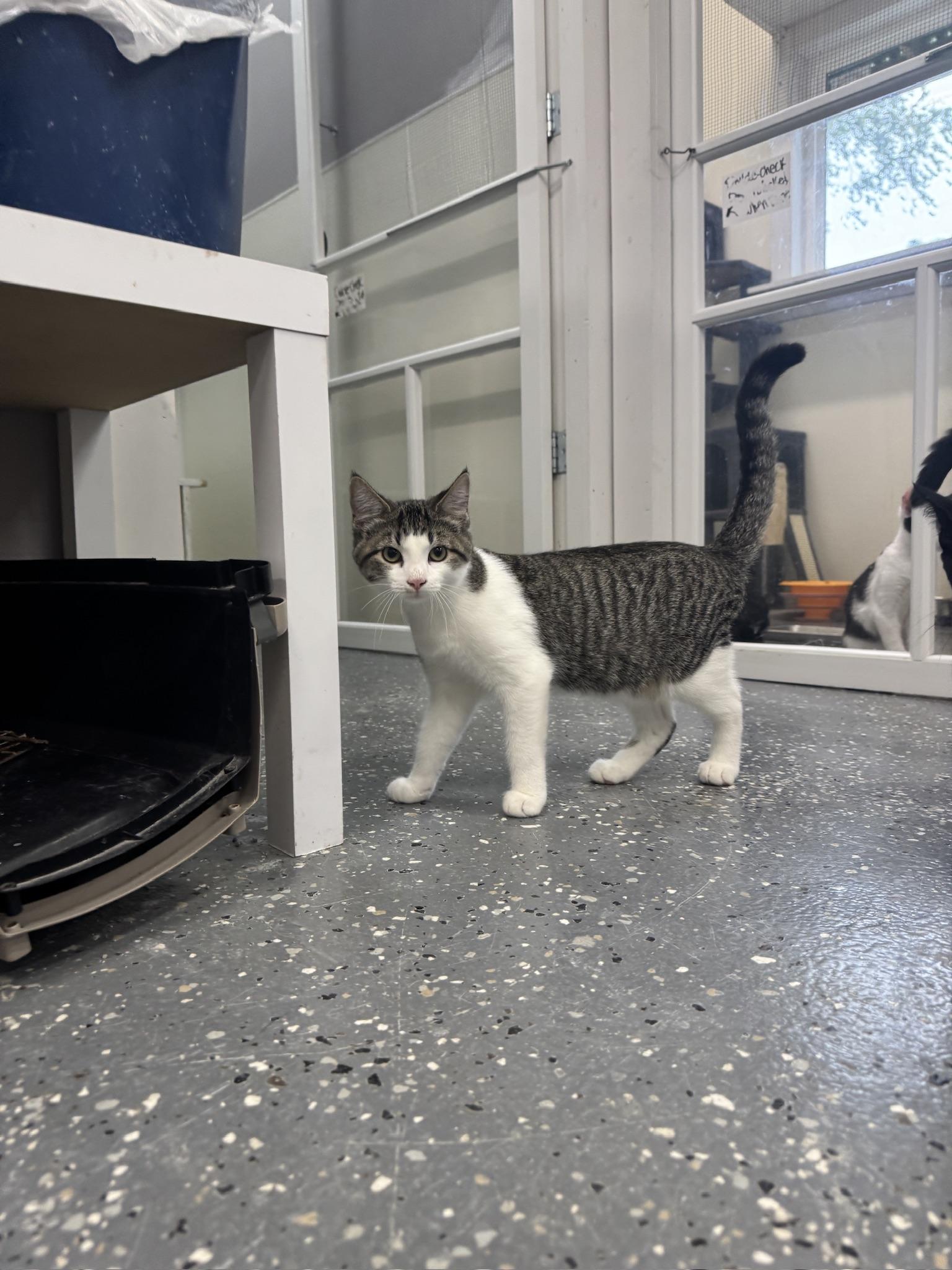 Flounder, Adoptable, Young Male Domestic Short Hair.