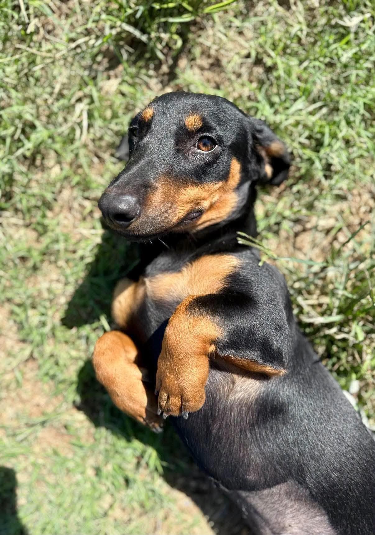 Vixen, Adoptable, Adult Female Basset Hound & Dachshund.