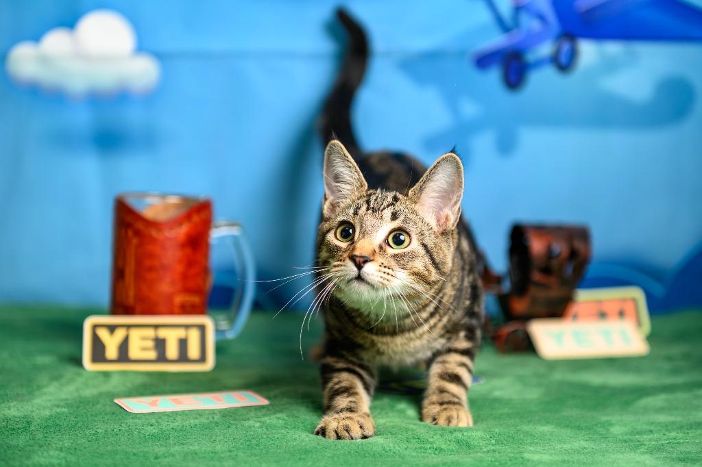 Yeti, Adoptable, Young Male Domestic Short Hair.