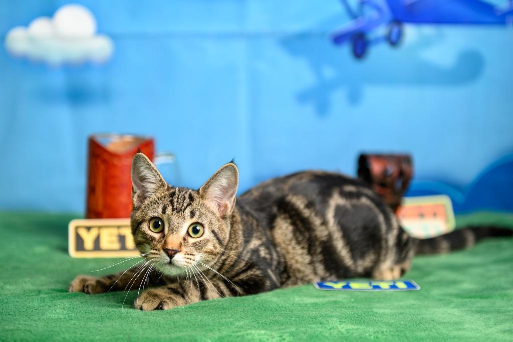 Enlarge Yeti, a Adoptable mixed breed in Roanoke, TX image 2/3