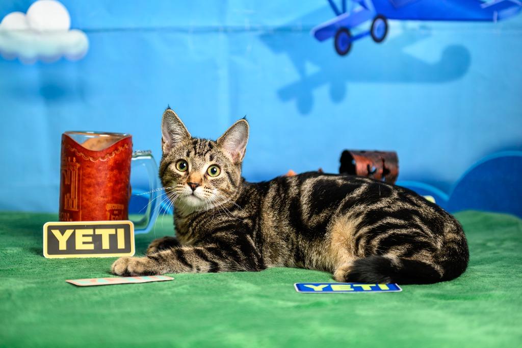 Enlarge Yeti, a Adoptable mixed breed in Roanoke, TX image 3/3