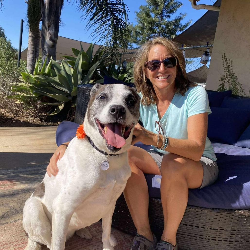 Ellie, Adoptable, Senior Female German Shorthaired Pointer & Mixed Breed.