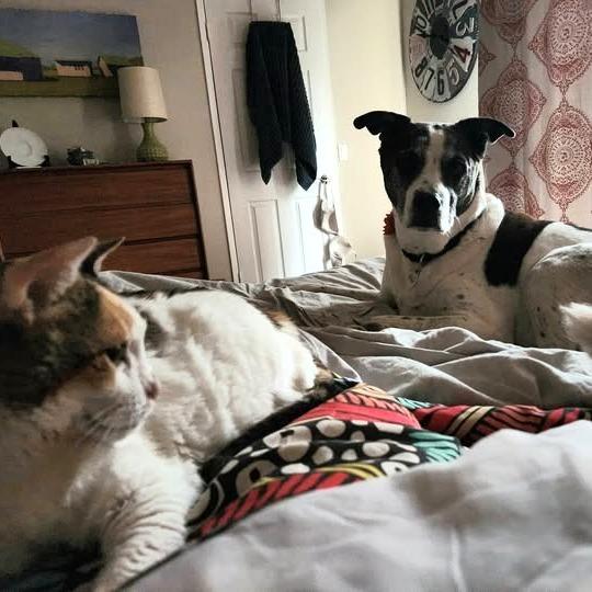 Ellie, a Adoptable mixed breed in Sonoma, CA image 2/6