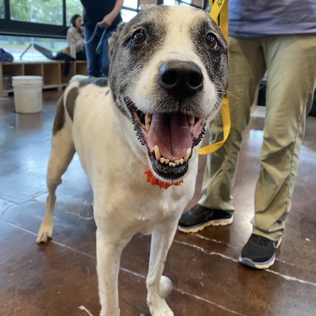 Ellie, a Adoptable mixed breed in Sonoma, CA image 3/6