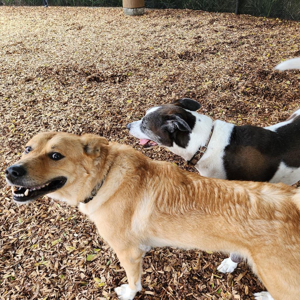 Ellie, a Adoptable mixed breed in Sonoma, CA image 4/6