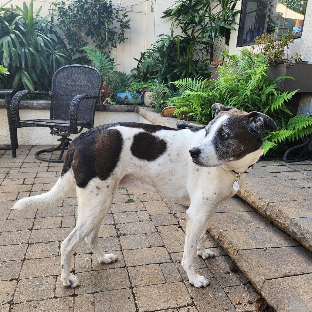 Ellie, a Adoptable mixed breed in Sonoma, CA image 5/6