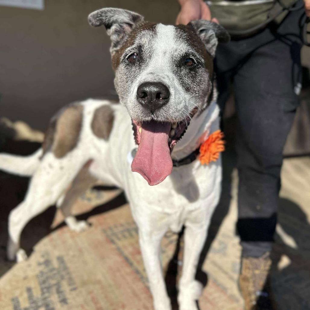 Ellie, a Adoptable mixed breed in Sonoma, CA image 6/6